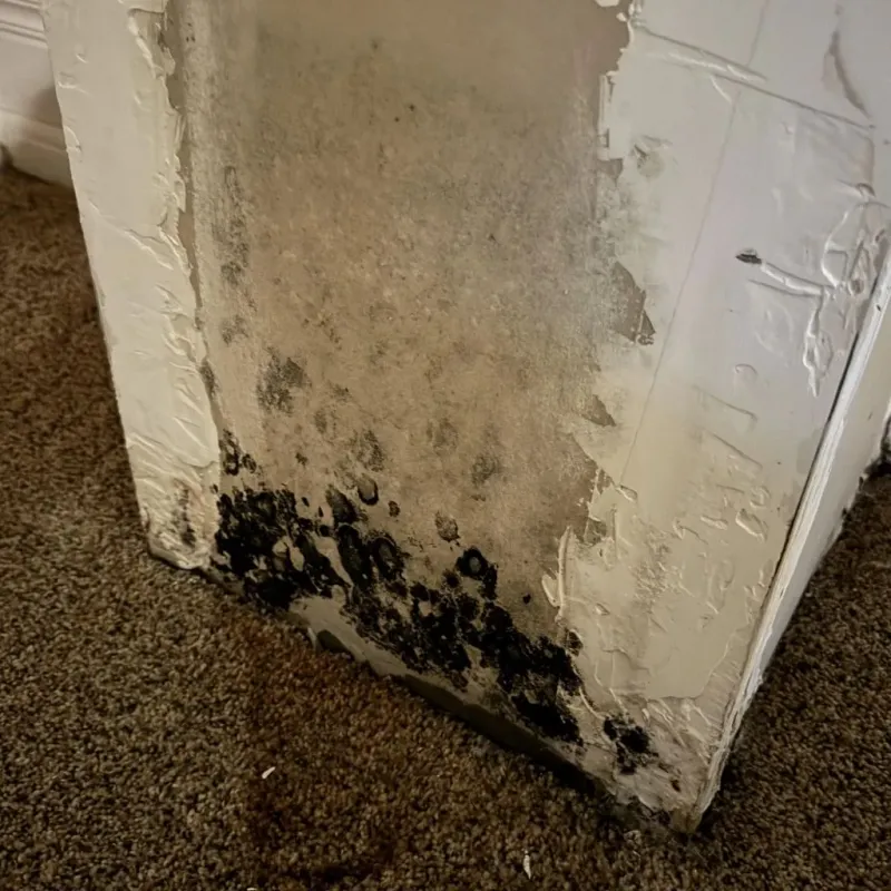 Professional Mold Removal in Corning, AR